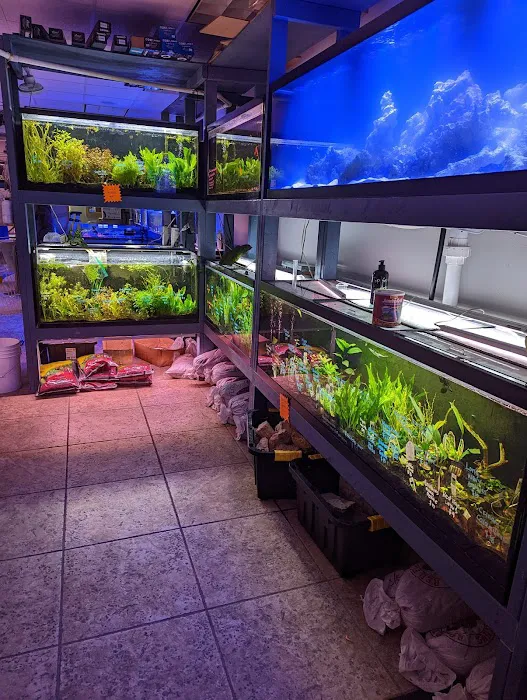 The Golden Guppy Picture 10