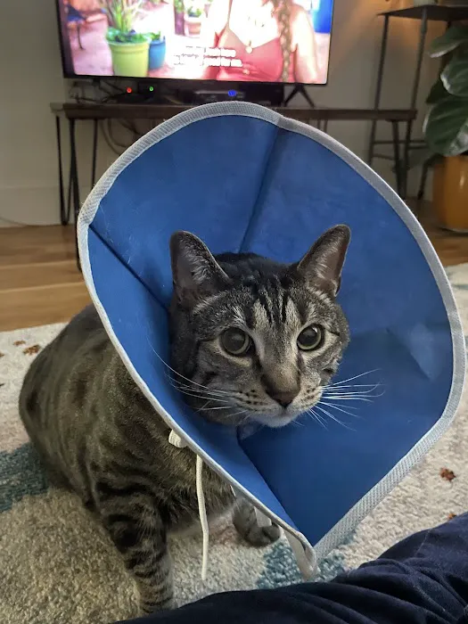 A Cat's Place Veterinary Hospital PC Picture 1