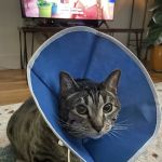 A Cat's Place Veterinary Hospital PC