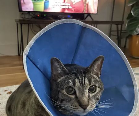 A Cat's Place Veterinary Hospital PC