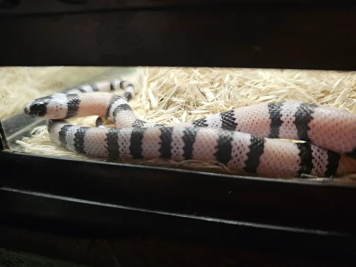 Reptile Rapture Picture 6