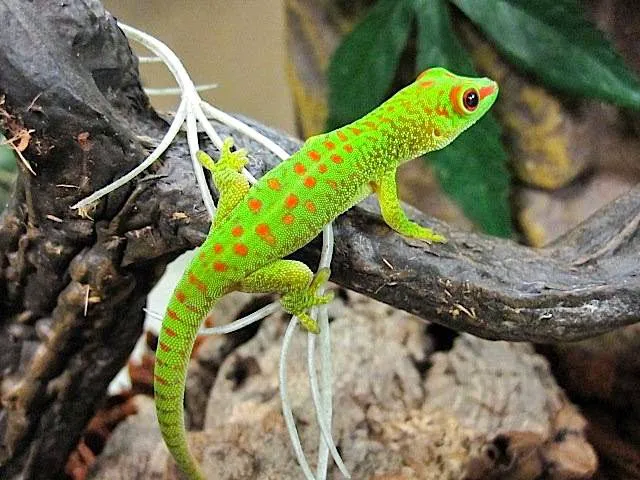 Reptile Rapture Picture 10