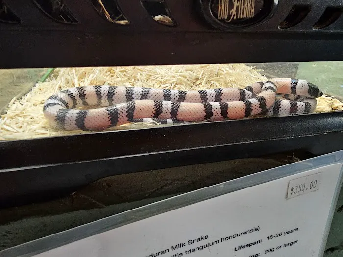 Reptile Rapture Picture 4