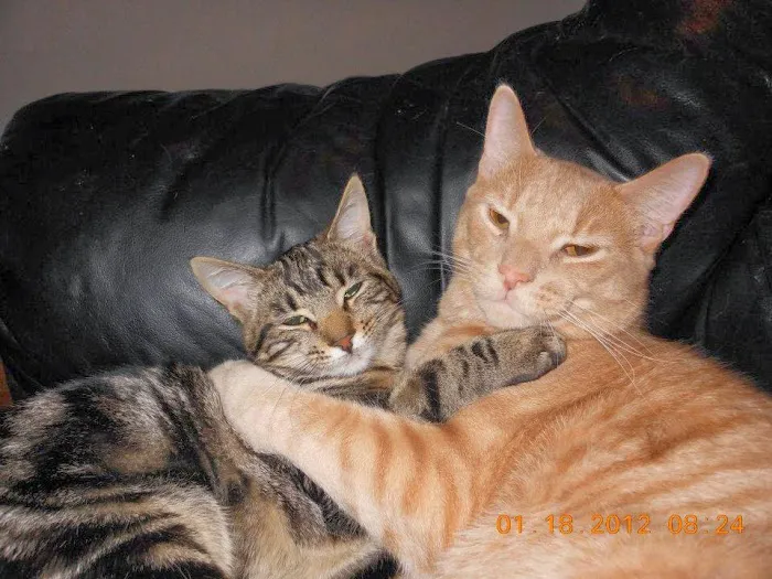 West End Veterinary Office Picture 4