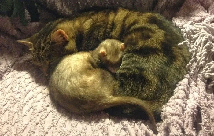 West End Veterinary Office Picture 7