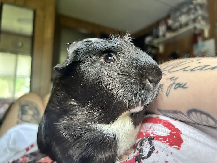 West End Veterinary Office Picture 1