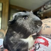 West End Veterinary Office ico