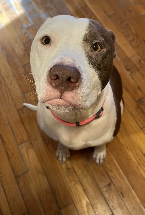 West End Veterinary Office Picture 6