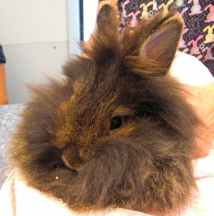 West End Veterinary Office Picture 9