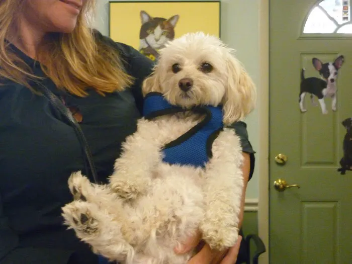 West End Veterinary Office Picture 10