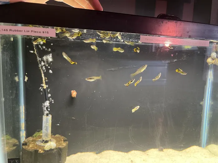 Red Fish Blue Fish Aquatics Picture 1