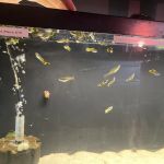Red Fish Blue Fish Aquatics
