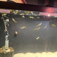 Red Fish Blue Fish Aquatics ico