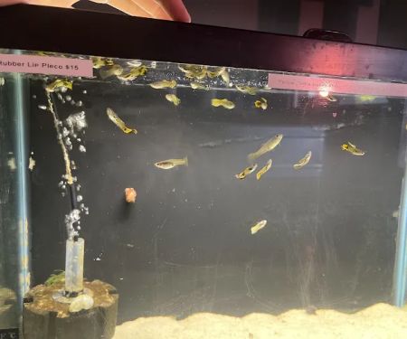 Red Fish Blue Fish Aquatics