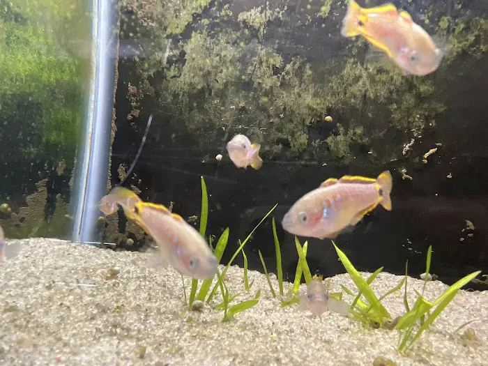 Red Fish Blue Fish Aquatics Picture 7