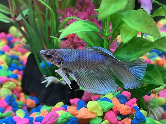 Red Fish Blue Fish Aquatics Picture 3