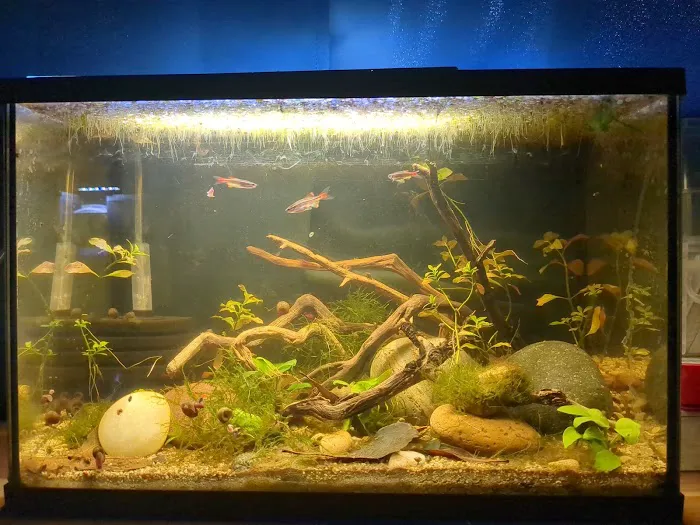 Red Fish Blue Fish Aquatics Picture 8