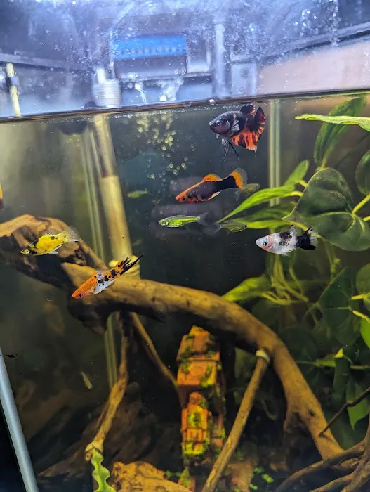 Red Fish Blue Fish Aquatics Picture 9