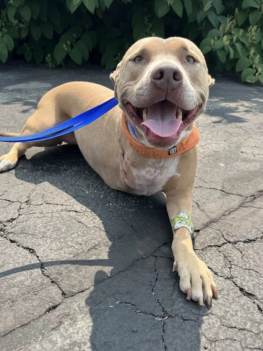 Catskill Veterinary Services- Newburgh, PLLC Picture 2