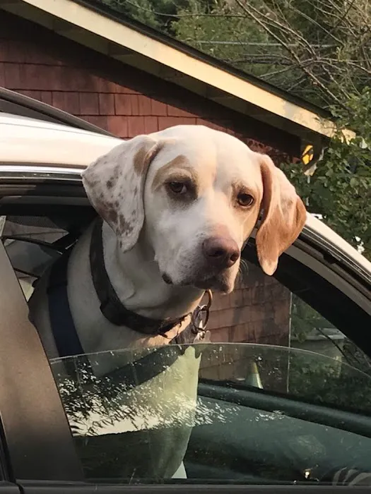 Catskill Veterinary Services- Newburgh, PLLC Picture 1