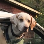 Catskill Veterinary Services- Newburgh, PLLC