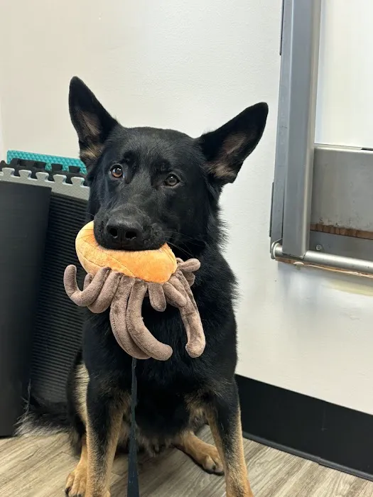 Catskill Veterinary Services- Newburgh, PLLC Picture 10