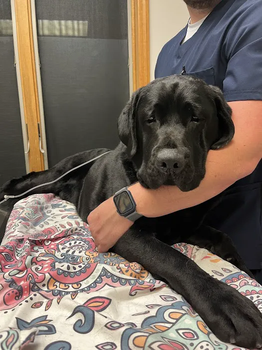 Catskill Veterinary Services- Newburgh, PLLC Picture 5