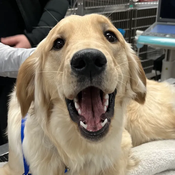 Catskill Veterinary Services- Newburgh, PLLC Picture 7