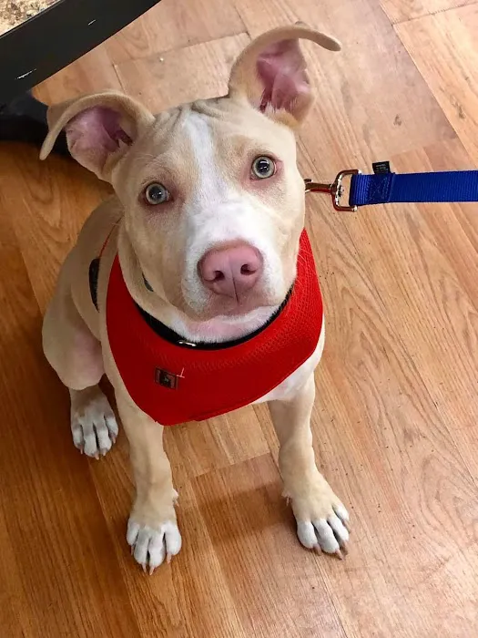 Catskill Veterinary Services- Newburgh, PLLC Picture 6