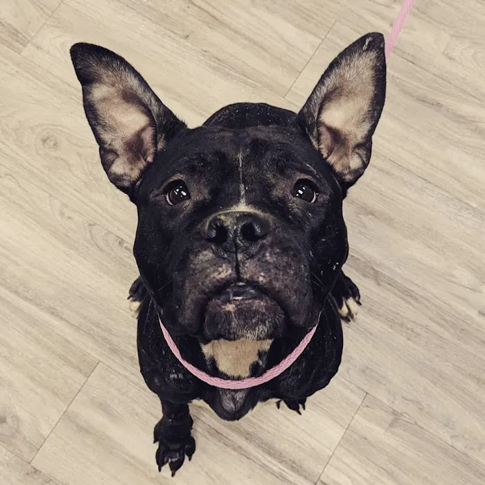 Catskill Veterinary Services- Newburgh, PLLC Picture 8