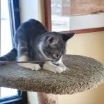 Noah's Ark Pet Center