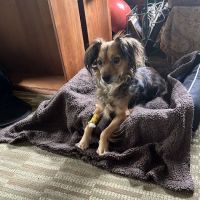 Hudson Highlands Veterinary Medical Group - Hopewell Junction ico