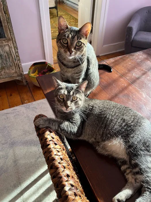 Hudson Highlands Veterinary Medical Group - Hopewell Junction Picture 2