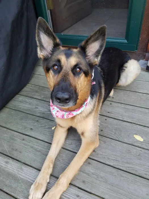 Hudson Highlands Veterinary Medical Group - Hopewell Junction Picture 5