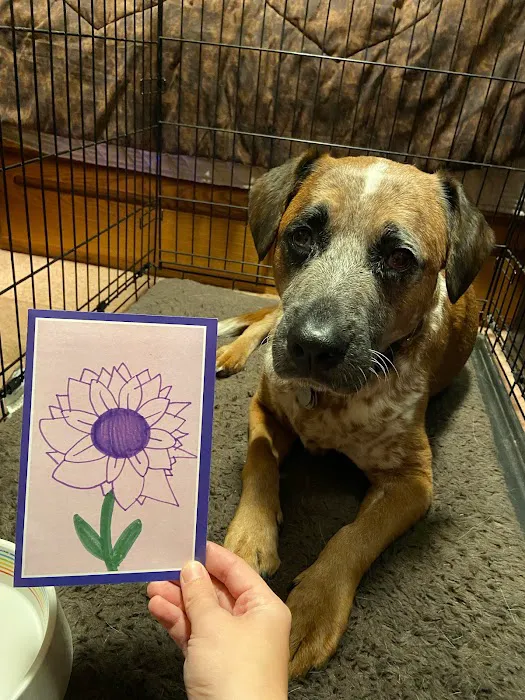 Hudson Highlands Veterinary Medical Group - Hopewell Junction Picture 6