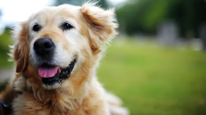 Hudson Highlands Veterinary Medical Group - Hopewell Junction Picture 10