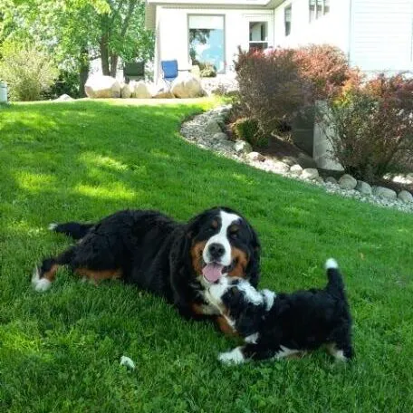 Michiana Bernedoodles Picture 1