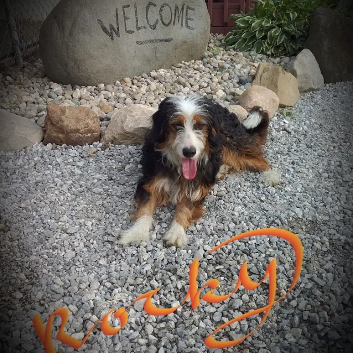 Michiana Bernedoodles Picture 5