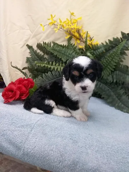 Michiana Bernedoodles Picture 2