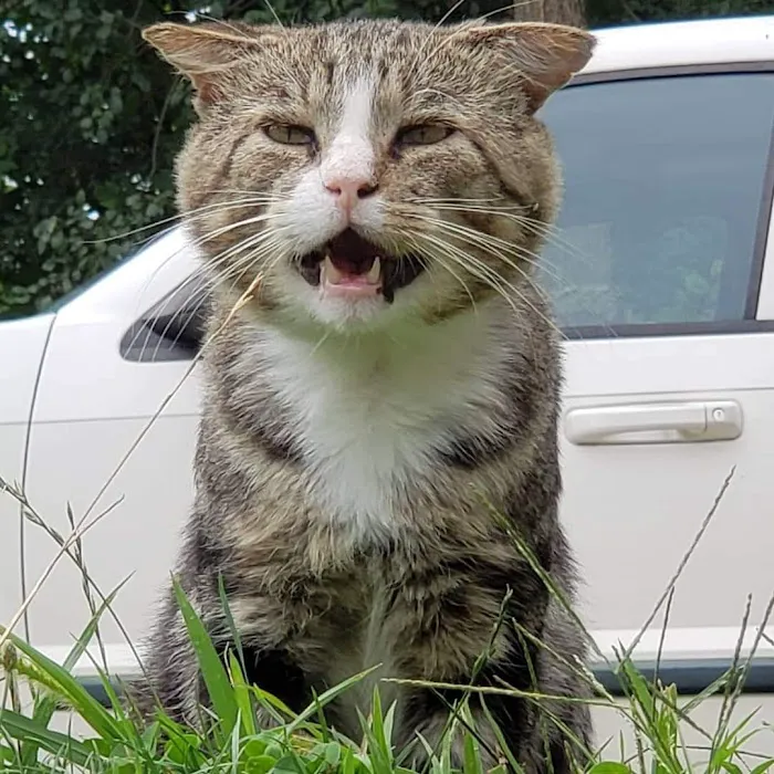 VCA Flannery Animal Hospital Picture 3