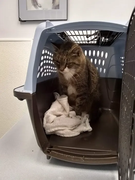 VCA Flannery Animal Hospital Picture 4