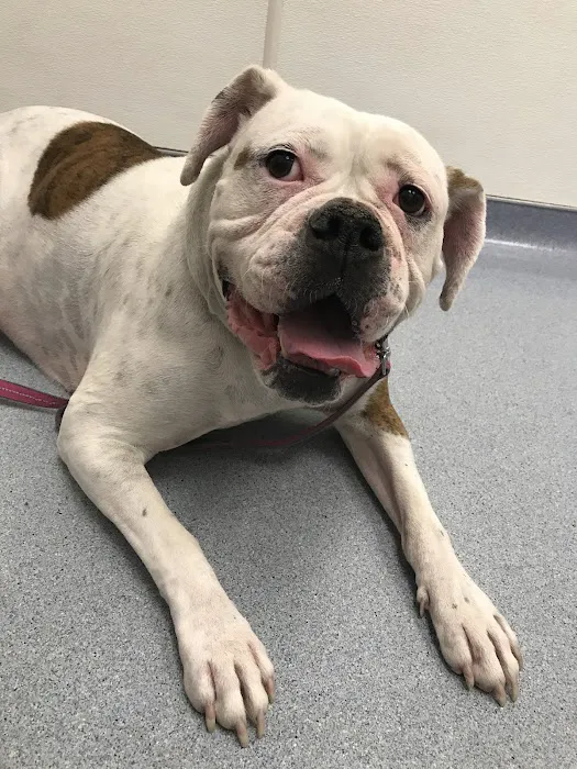 VCA Flannery Animal Hospital Picture 9