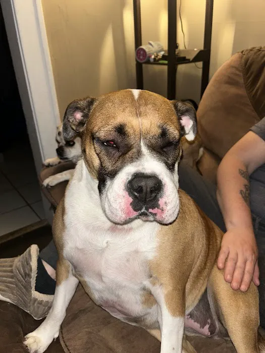 VCA Flannery Animal Hospital Picture 2