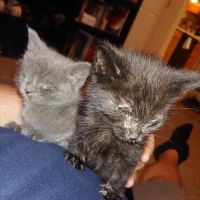 VCA Flannery Animal Hospital ico