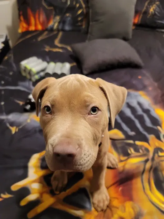 Banfield Pet Hospital Picture 3