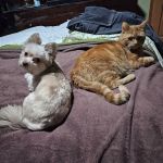 Banfield Pet Hospital