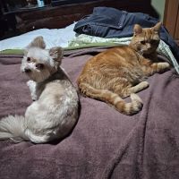 Banfield Pet Hospital ico