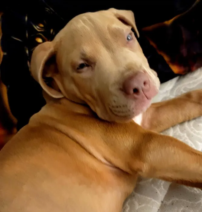 Banfield Pet Hospital Picture 10