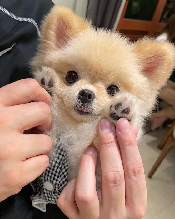 Akc Cute Puppies Picture 1