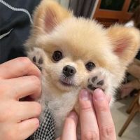 Akc Cute Puppies ico